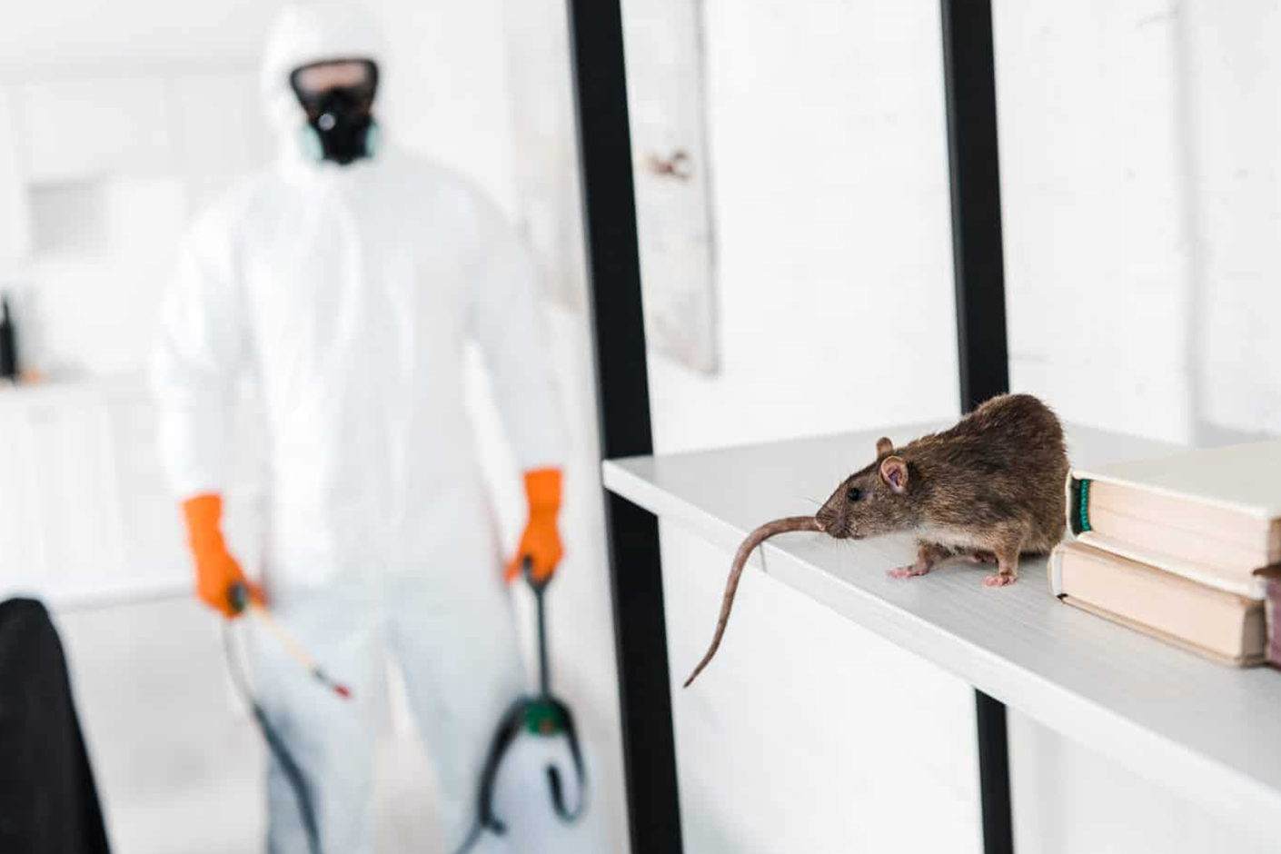 Rodent Pest Control Service